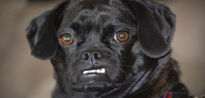 Are Dogs Homophobic?