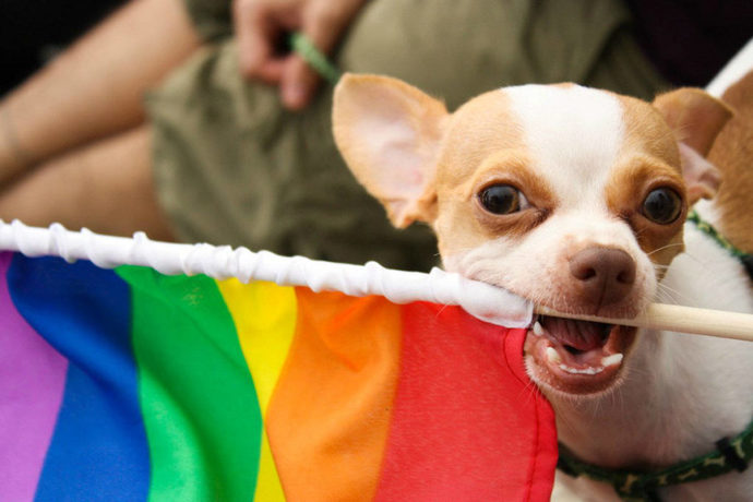 Are Dogs Homophobic?