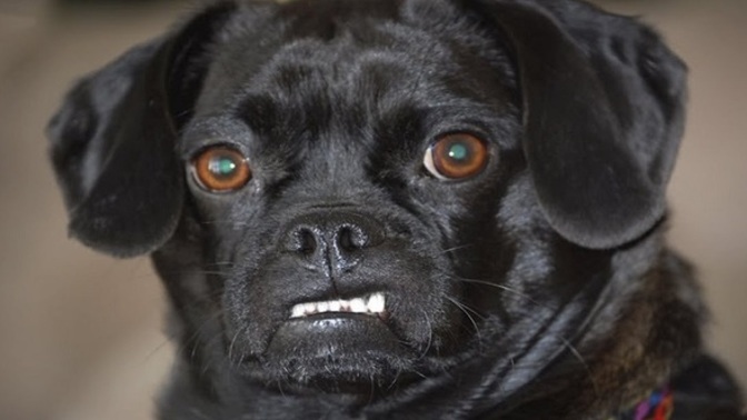 Are Dogs Homophobic?