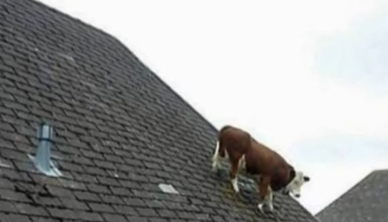 Do you ever look at stuff and wonder how it got there?