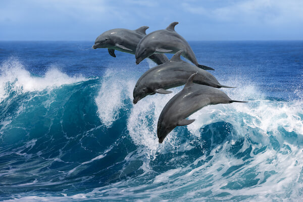Do you believe in undiscovered sea creatures?