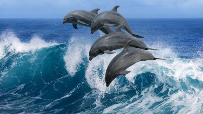 Do you believe in undiscovered sea creatures?