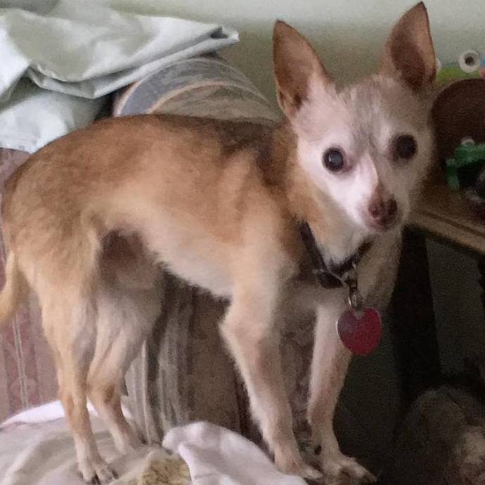 I had a dream about little Chico last night , what does it mean?