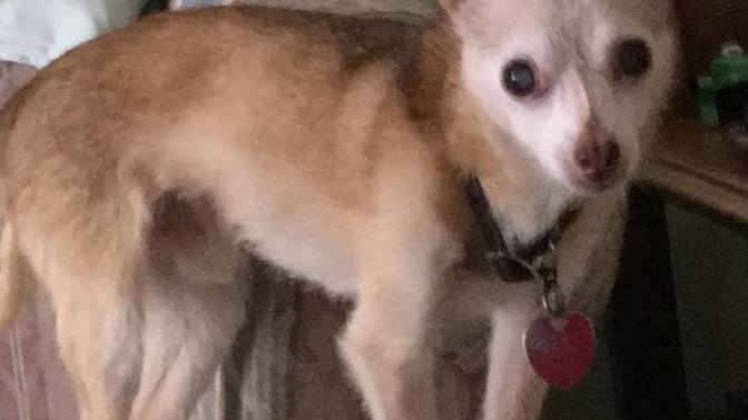 I had a dream about little Chico last night , what does it mean?