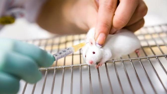 To what extent is animal testing ethical?