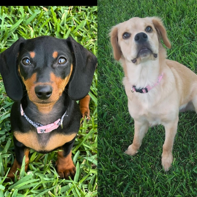 Cuter dog if these two?