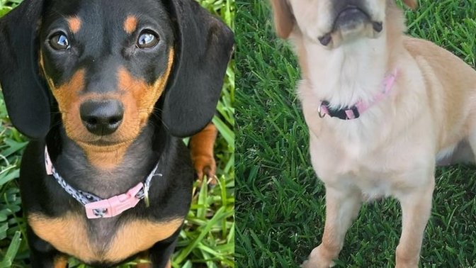 Cuter dog if these two?
