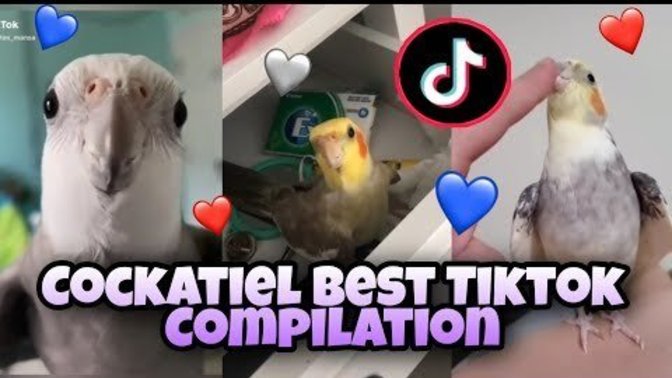 Do cockatiels look or act cuter?