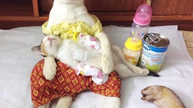 What are the disadvantages of being a housewife?
