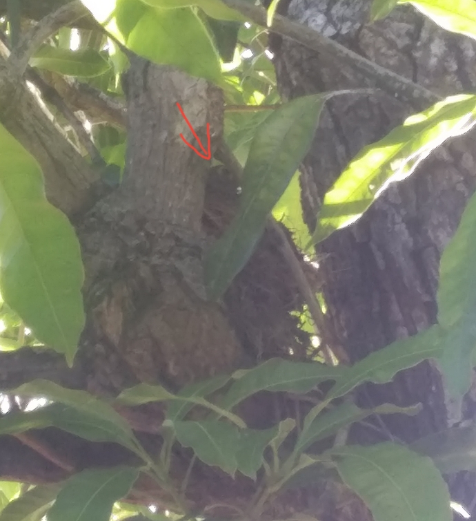 Are you looking for an update on the injured fledgling that asked me for help?