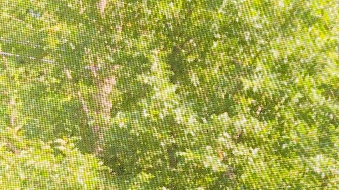 Are you looking for an update on the injured fledgling that asked me for help?