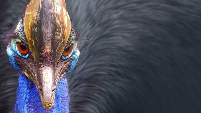 What's one animal that would terrify you if you met it?