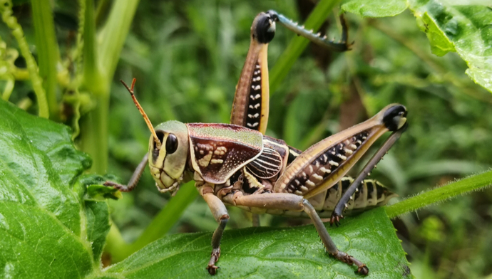 Do You Think Grasshoppers Dream & What Do You Think They Dream Of?
