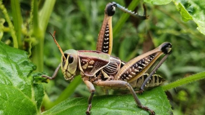 Do You Think Grasshoppers Dream & What Do You Think They Dream Of?
