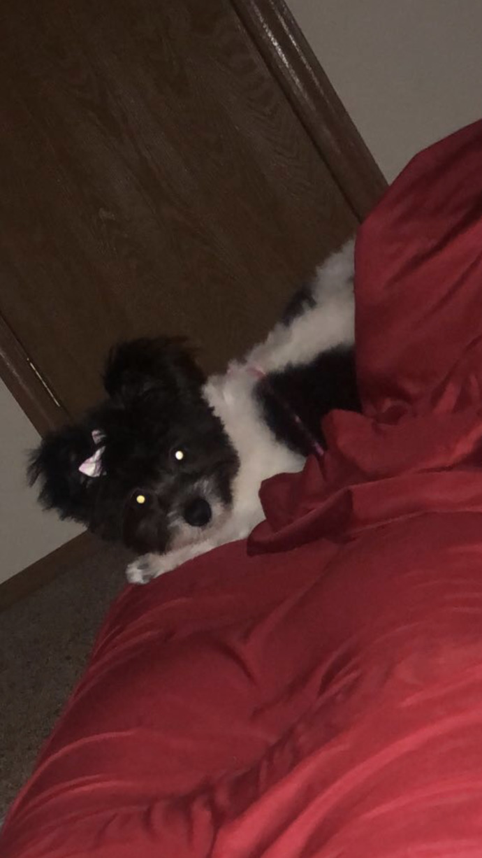 How do I discipline my puppy?