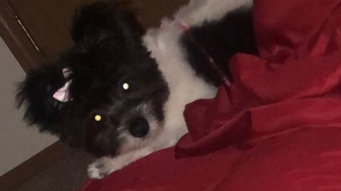 How do I discipline my puppy?