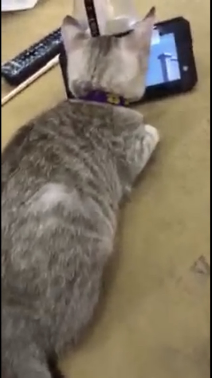 Why do cats like watching Tom & Jerry? GirlsAskGuys