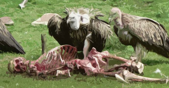 Why do Liberals/Socialists put trees and animals first over humans?