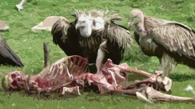 Why do Liberals/Socialists put trees and animals first over humans?