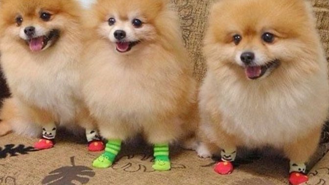 When It Comes To PUTTING ON YOUR SOCKS Do You Put On Your LEFT Sock Or RIGHT Sock First?