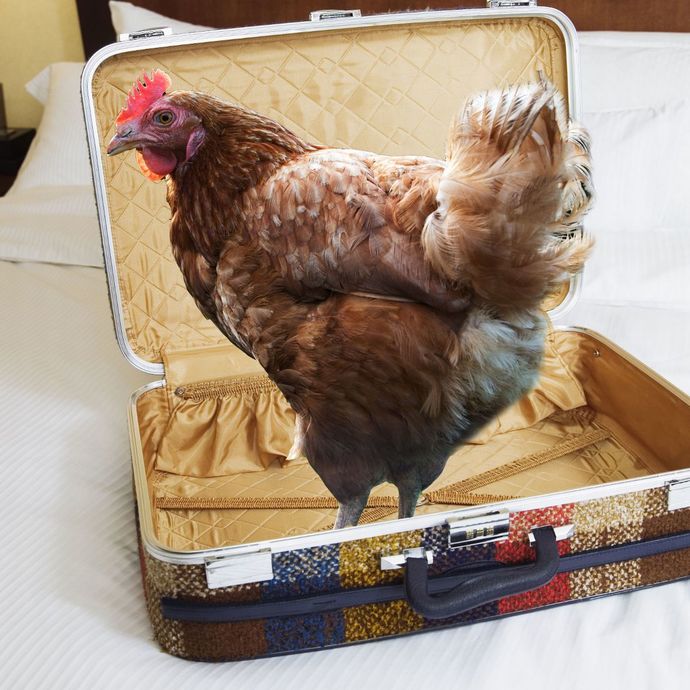 If someone showed up with a box of all the things you’ve lost in your life, what’s the one thing that you’d look for?