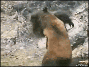 How was it that a bear can murder hundreds of rabbits or squirrels and never be punished or judged by God for the bears actions?