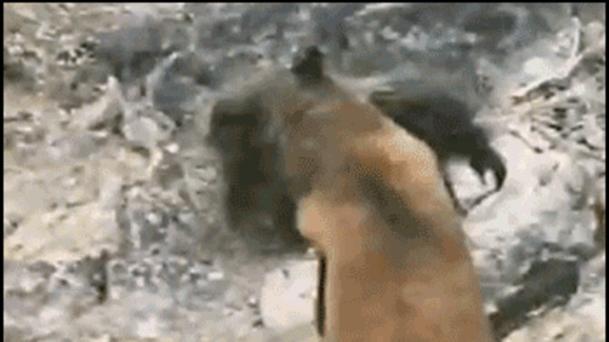 How was it that a bear can murder hundreds of rabbits or squirrels and never be punished or judged by God for the bear's actions?