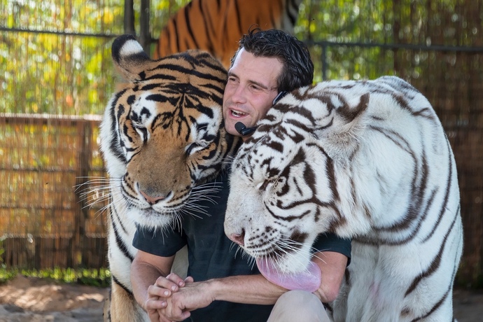 Tiger vs Lion? Which do you prefer?