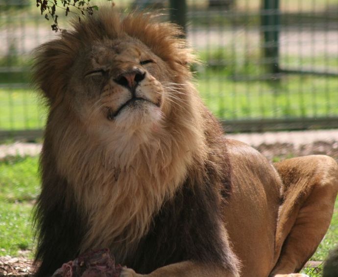 Tiger vs Lion? Which do you prefer?