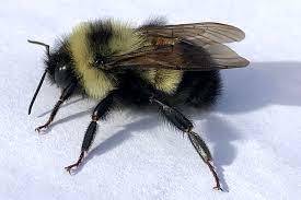 How many here are allergic to bees, Yellow Jacket , Hornets, or wasps and have you been tested for allergies?
