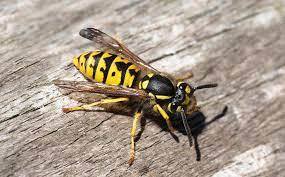 How many here are allergic to bees, Yellow Jacket , Hornets, or wasps and have you been tested for allergies?