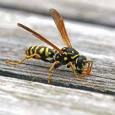 How many here are allergic to bees, Yellow Jacket , Hornets, or wasps and have you been tested for allergies?