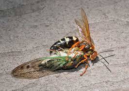 How many here are allergic to bees, Yellow Jacket , Hornets, or wasps and have you been tested for allergies?