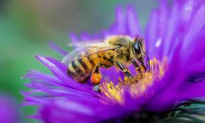 How many here are allergic to bees, Yellow Jacket , Hornets, or wasps and have you been tested for allergies?