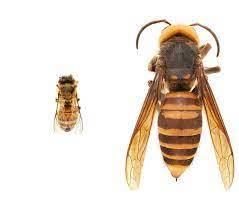 How many here are allergic to bees, Yellow Jacket , Hornets, or wasps and have you been tested for allergies?