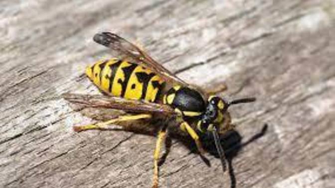 How many here are allergic to bees, Yellow Jacket , Hornets, or wasps and have you been tested for allergies?