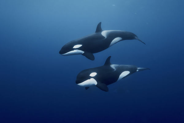 What's your favorite animal?