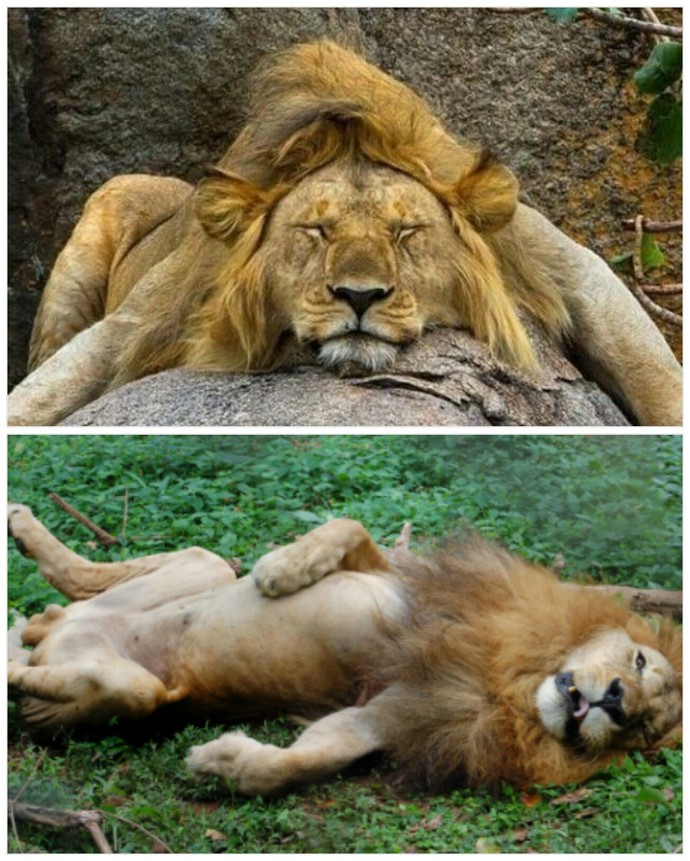 What's your favorite animal?