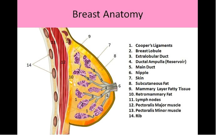 Basic anatomy - - - - - 