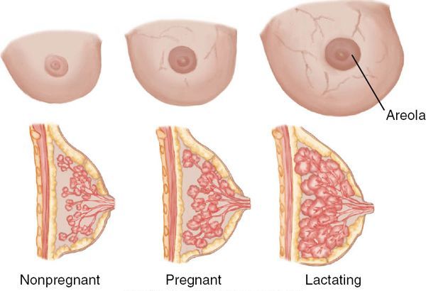 Ratio of breast structure changes based on the needs placed upon them.
