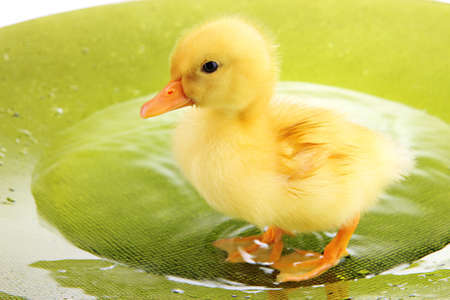 Just a lonely duck!.. 