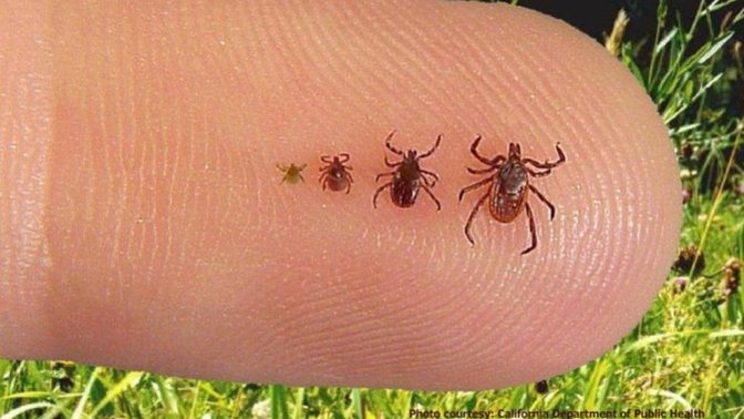 Is there anything worse than ticks?