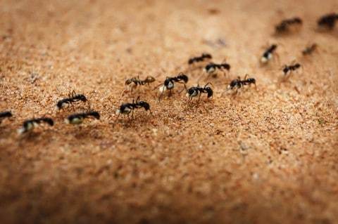 Do you think ants are cute?