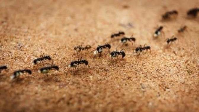 Do you think ants are cute?