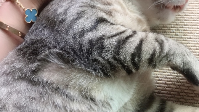 Is it weird that I like watching my cat sleep?
