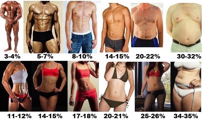What amount of body fat looks best for women?