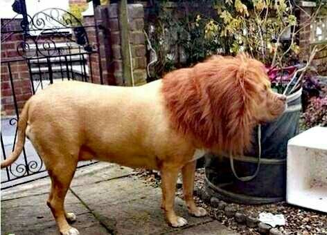 Wigs for dogs. Good or bad idea?