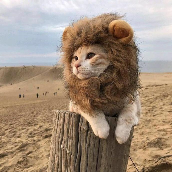 not my actual cat, but the wig