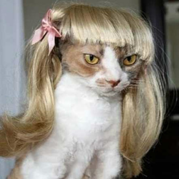 Wigs for dogs. Good or bad idea?
