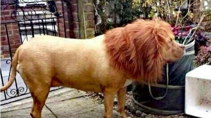 Wigs for dogs. Good or bad idea?
